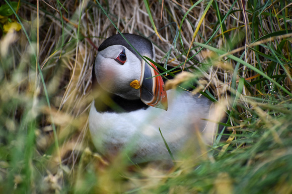 Puffins at Borgafjordur Eystri, Iceland  -  DSC_0351