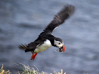 Puffins at Borgafjordur Eystri, Iceland  -  DSC_0399