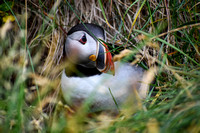 Puffins at Borgafjordur Eystri  -  DSC_0351