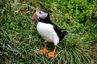 Puffins at Borgafjordur Eystri  -  DSC_0359