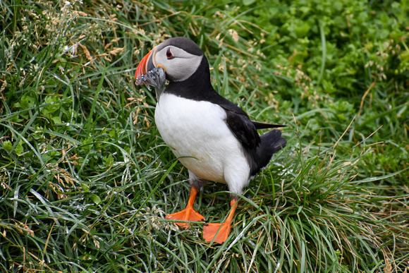 Puffins at Borgafjordur Eystri  -  DSC_0359