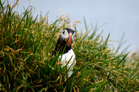 Puffins at Borgafjordur Eystri  -  DSC_0412