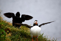 Puffins at Borgafjordur Eystri  -  DSC_0436