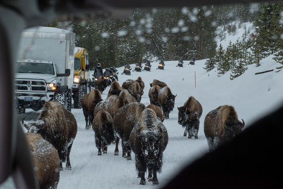 On the road to Old Faithful  -  _DSC0061