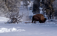 Upper Geyser Basin  -  _DSC0130