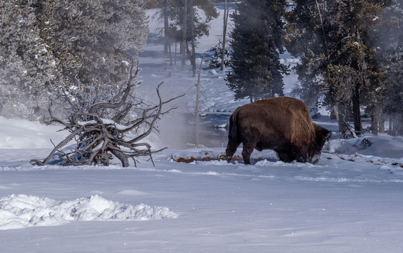 Upper Geyser Basin  -  _DSC0130