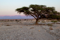 Arava Desert  -  _DSC0052