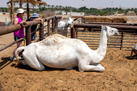 Arava Desert  -  _DSC0076