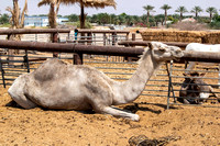 Arava Desert  -  _DSC0091