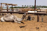 Arava Desert  -  _DSC0098