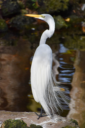 Homosassa Springs Wildlife State Park  -  DSC_0120