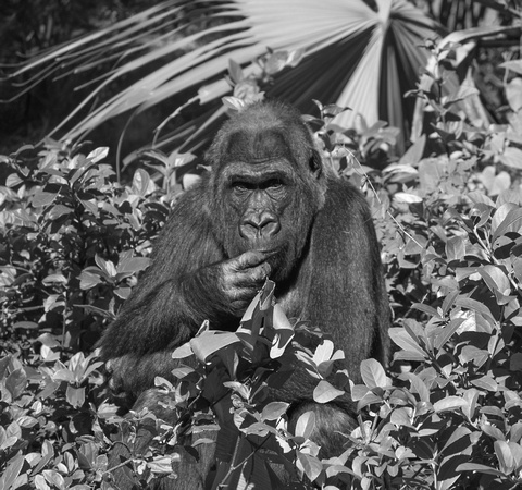 Disney's Animal Kingdom  -  DSC_0411